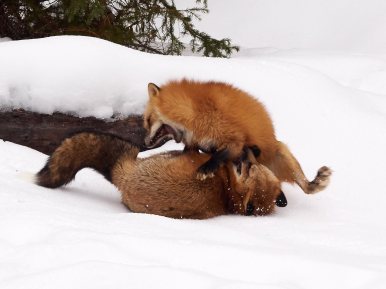 Red Foxes having a discussion